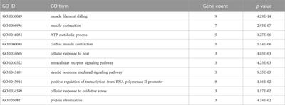 Role of glucocorticoid and mineralocorticoid receptors in rainbow trout (Oncorhynchus mykiss) skeletal muscle: A transcriptomic perspective of cortisol action